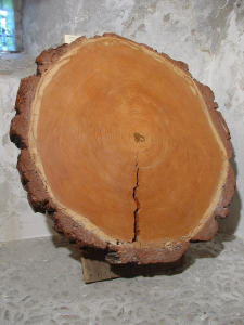 Sezione di tronco
