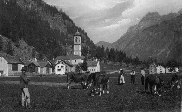 Mucche che pascolano nei prati della frazione Chiesa